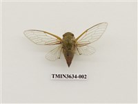 藏品(恆春羽衣蟬)的圖片